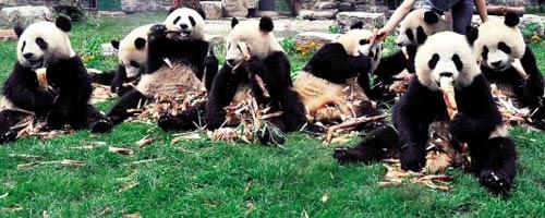 [视频]滚动播报:8只奥运大熊猫抵达雅安新家_c