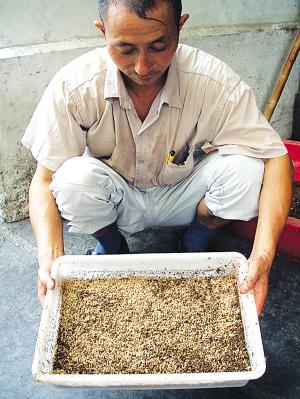 主人轻轻掀开表层麦麸,里面露出了密密麻麻的"无菌银蛆.