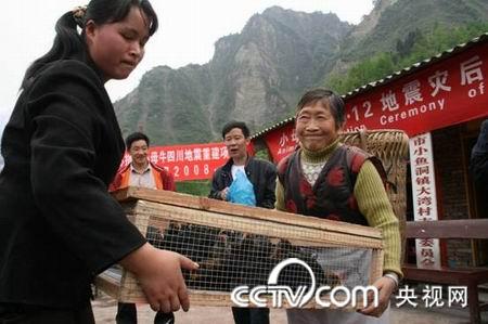 四川彭州: 小母牛 的爱心接力赛_cctv.com_中国